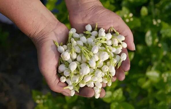 什么花茶清热解毒养肝(1)