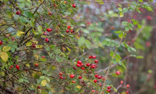 清火养肝明目喝什么花茶好