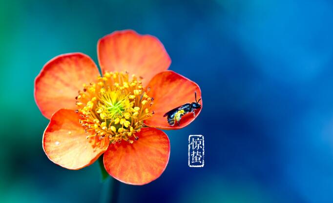 惊蛰养肝喝什么茶