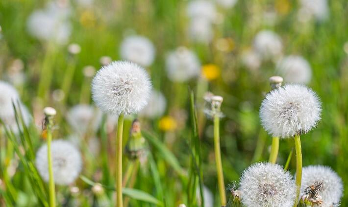 蒲公英对养肝有什么作用