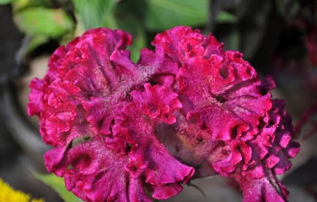 抽烟喝酒喝什么茶养肝(1)