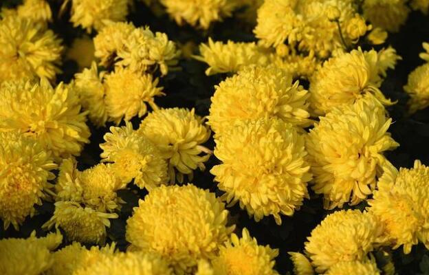 抽烟喝酒喝什么茶养肝(4)