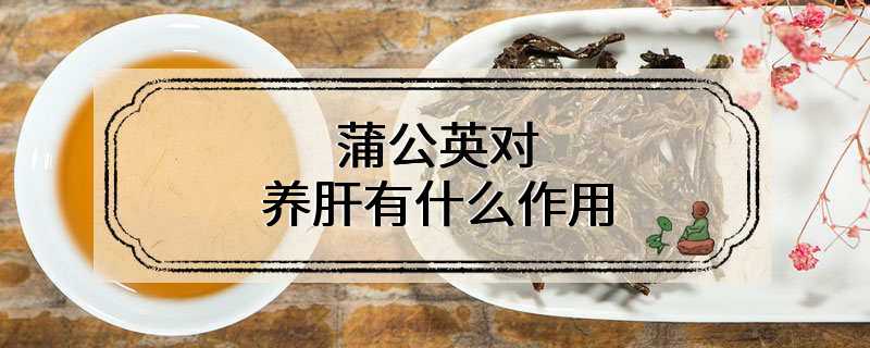 蒲公英对养肝有什么作用