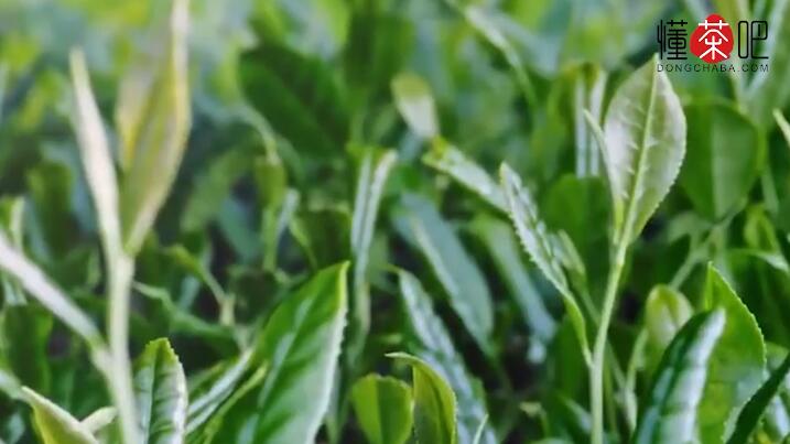 黑茶与红茶的区别(2)