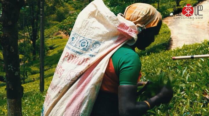 黑茶与红茶的区别(3)