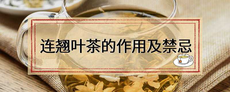 连翘叶茶的作用及禁忌