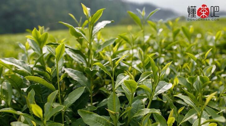 怎么分辨祁门红茶的好坏