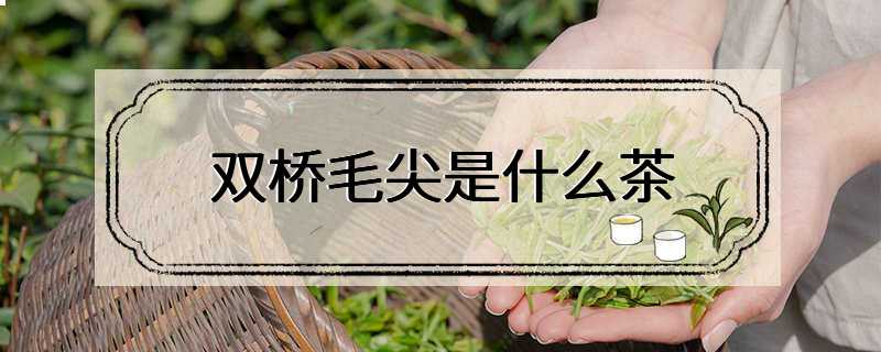 双桥毛尖是什么茶