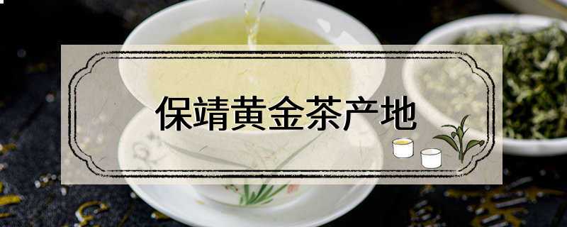 保靖黄金茶产地