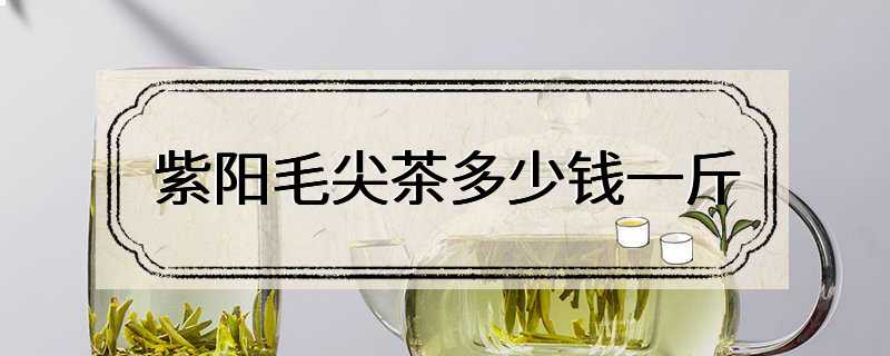 紫阳毛尖茶多少钱一斤