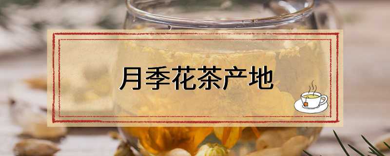 月季花茶产地