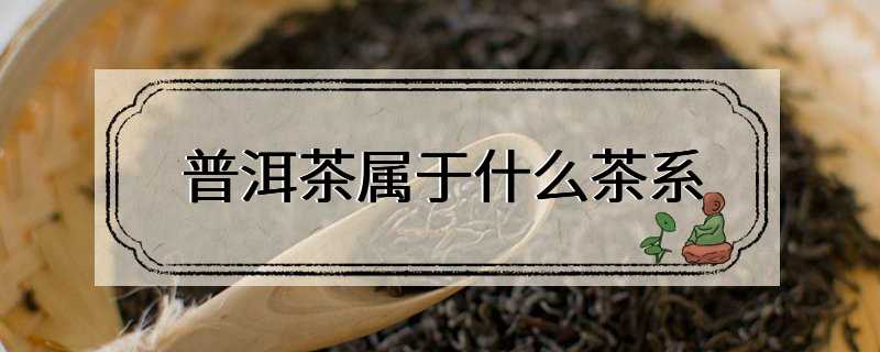 普洱茶属于什么茶系