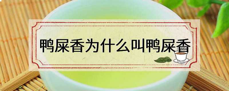 鸭屎香为什么叫鸭屎香