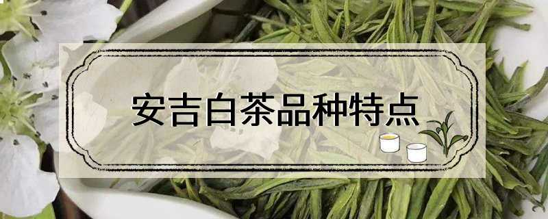 安吉白茶品种特点