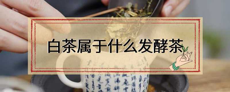 白茶属于什么发酵茶