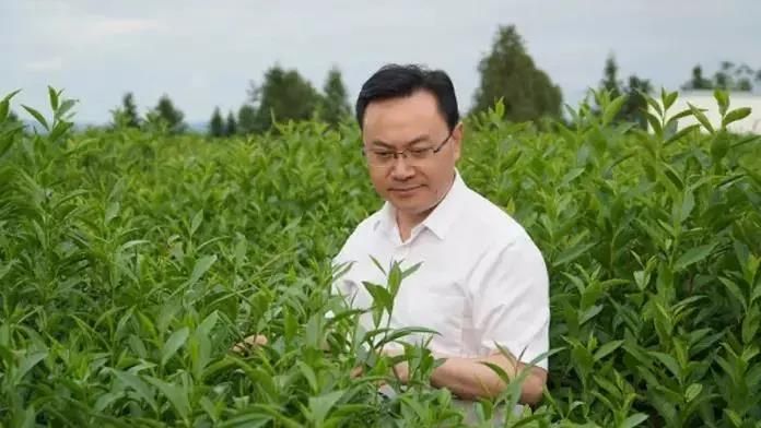 关于2021湖南、湖北茶业发生了哪些大事?的消息(8)