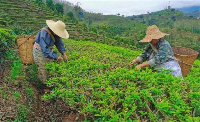 有关于一周速读:2022春茶开采、2021云南茶界、普洱茶市场发展趋势分析的新闻(4)
