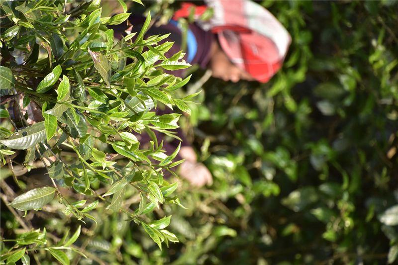 关于西双版纳州普洱茶知名品牌合法权益保护成绩斐然的最新消息