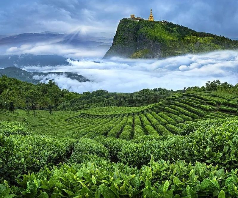 有关于3000亿茶行业必有一战！谁是下一个巨头？的相关内容(1)