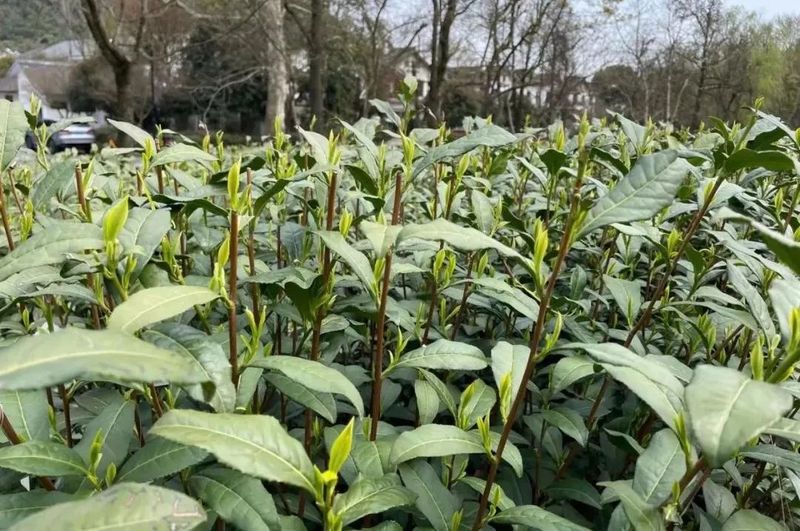 有关于做好五项准备，静候春茶开采的消息