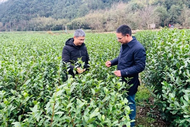 有关于做好五项准备，静候春茶开采的消息(2)