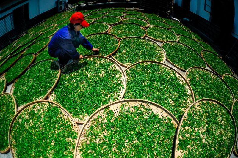 有关于做好五项准备，静候春茶开采的消息(3)