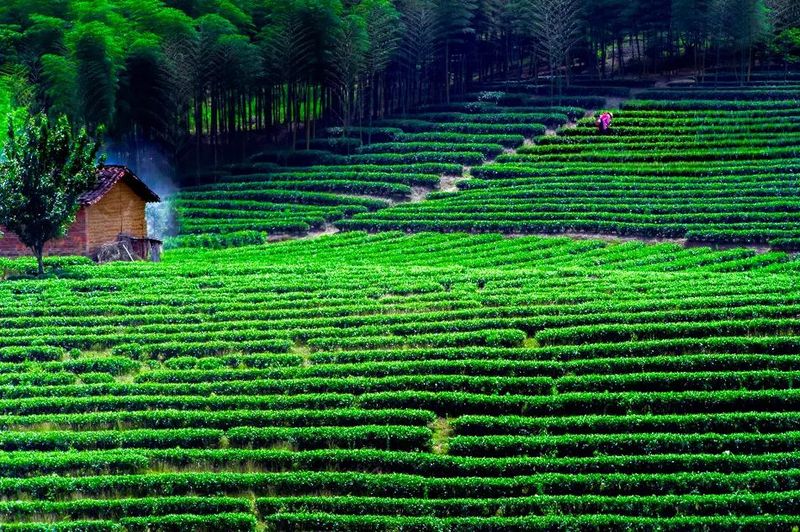 有关于做好五项准备，静候春茶开采的消息(5)