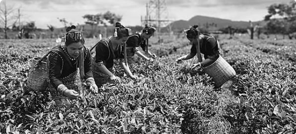 关于海南五里路茶园  摘下中国最早的春茶的信息