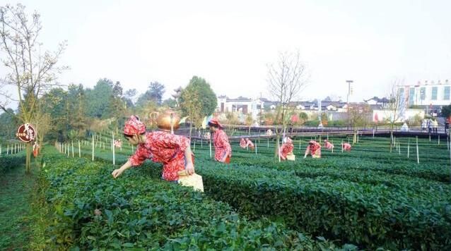 关于2022年第十五届中国·宜宾早茶节开园采摘活动在高县举行的消息(2)