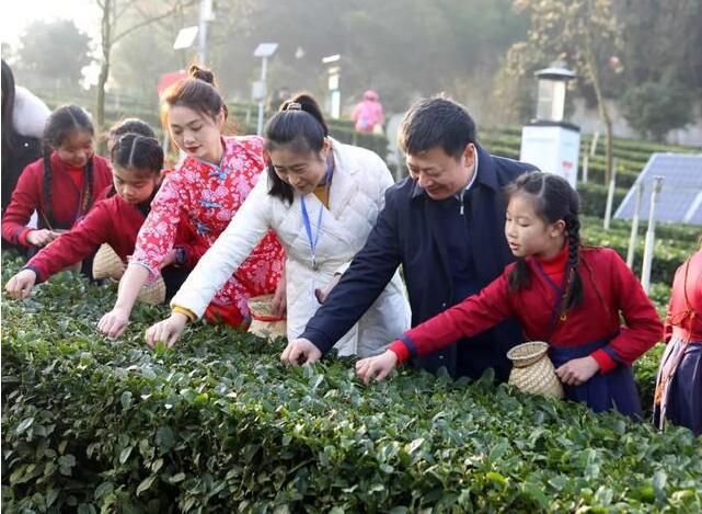 关于2022年第十五届中国·宜宾早茶节开园采摘活动在高县举行的消息(3)
