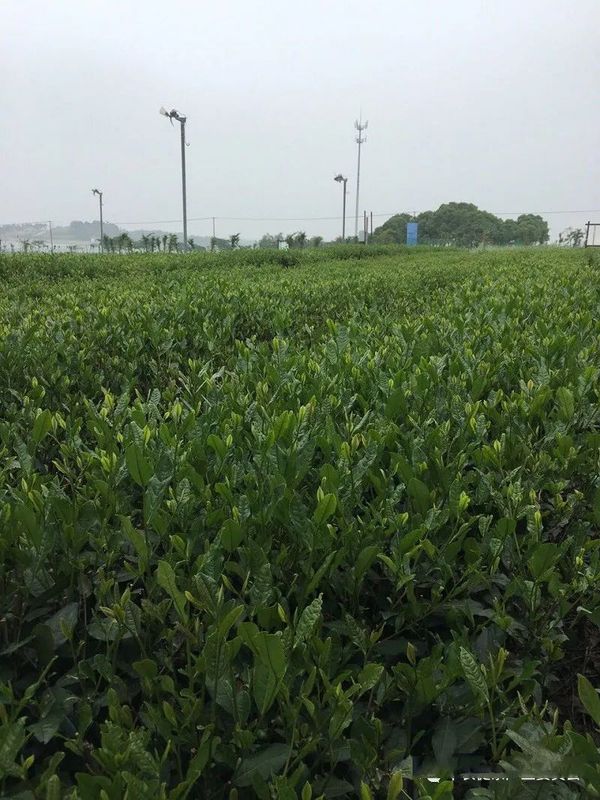 有关于百条红色茶乡旅游精品路线，湖南句容：“茅山长青”红色茶旅二日游的相关信息(12)