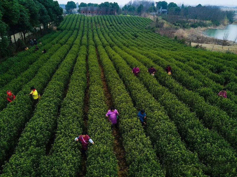 有关于百条红色茶乡旅游精品路线，湖南句容：“茅山长青”红色茶旅二日游的相关信息(3)