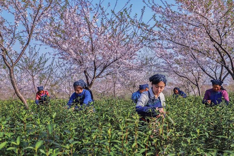 有关于百条红色茶乡旅游精品路线，湖南句容：“茅山长青”红色茶旅二日游的相关信息(4)