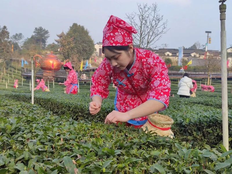 关于“一品先天下 早茶最宜宾”第十五届宜宾早茶节开园采摘活动隆重举办的最新消息(3)