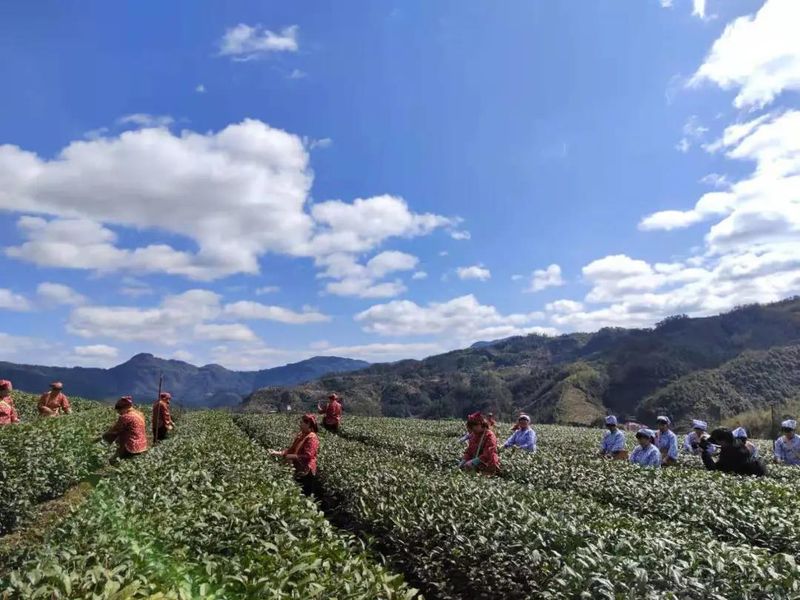 有关于百丈镇“三字”决 保障春茶生产的新闻(1)