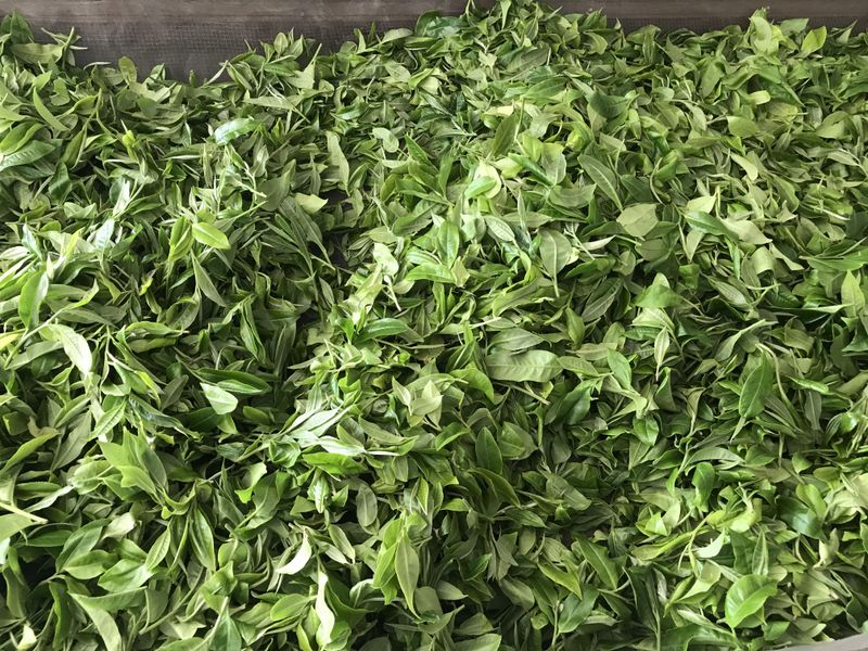 有关于2022年易武茶区普洱春茶价格的最新消息(4)