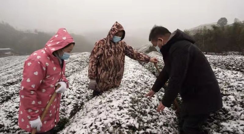 关于浙江多地迎来雨雪天气 春茶生长会有影响吗?的最新消息(1)