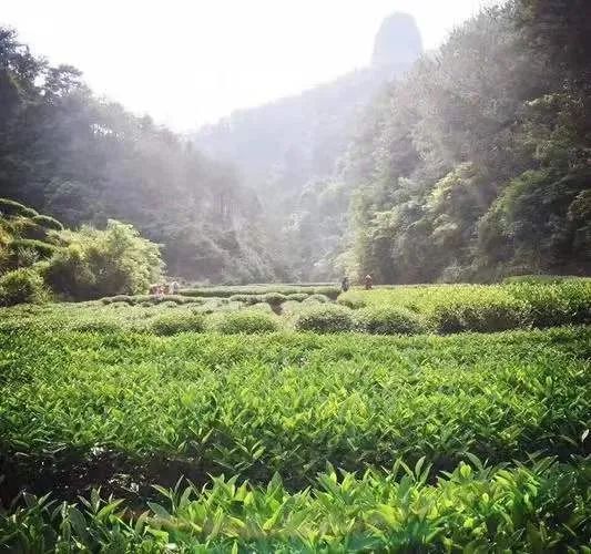 有关于绿叶闪金光——福建推动“三茶”高质量发展之路的消息(1)