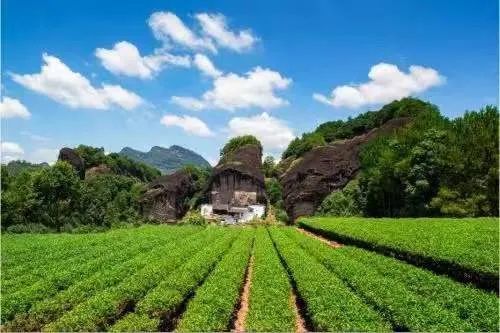 有关于绿叶闪金光——福建推动“三茶”高质量发展之路的消息