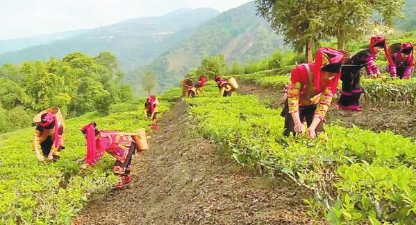 关于绿春：茶产业托起振兴梦的内容