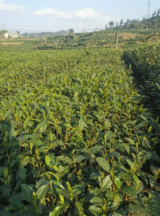 有关于雅安：春气盎然吐新芽，茶企生产准备忙的内容