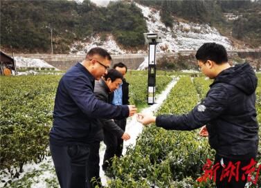 关于酉水专家:现场护航保靖黄金茶春茶采收的最新消息