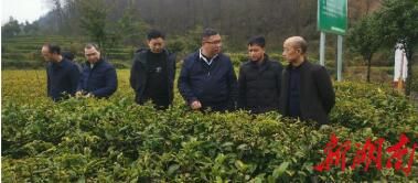 关于酉水专家:现场护航保靖黄金茶春茶采收的最新消息(1)