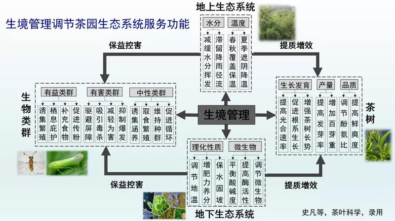 有关于管理茶园正当时，从生境管理看茶园变化的新闻(9)