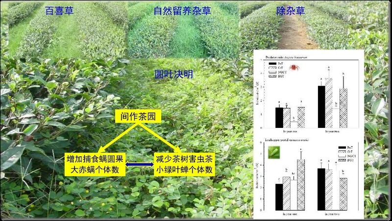 有关于管理茶园正当时，从生境管理看茶园变化的新闻(5)