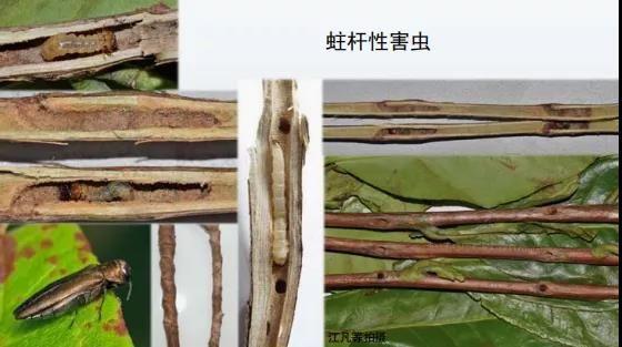 有关于管理茶园正当时，从生境管理看茶园变化的新闻(3)
