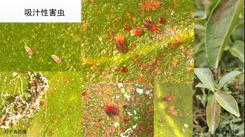 有关于管理茶园正当时，从生境管理看茶园变化的新闻(2)