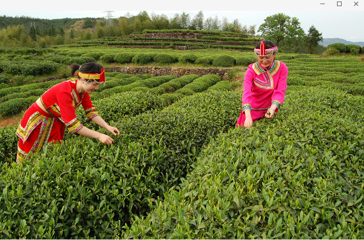 有关于南方嘉木新,温州早茶鲜——2022“温州早茶”品牌展启动的新闻(1)