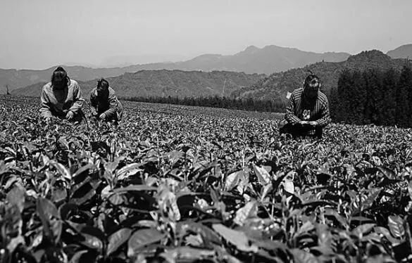 关于洪雅县：瓦屋山下的第一缕茶香的最新消息