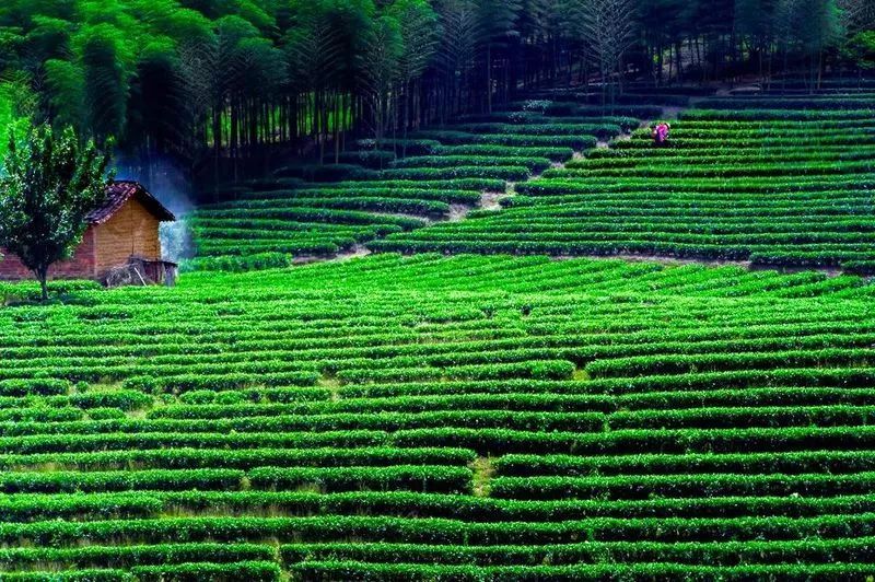 关于春茶临考,这五项准备做好了吗?的信息(4)